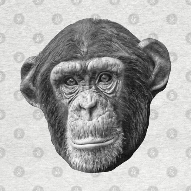 Chimpanzee by dalyndigaital2@gmail.com